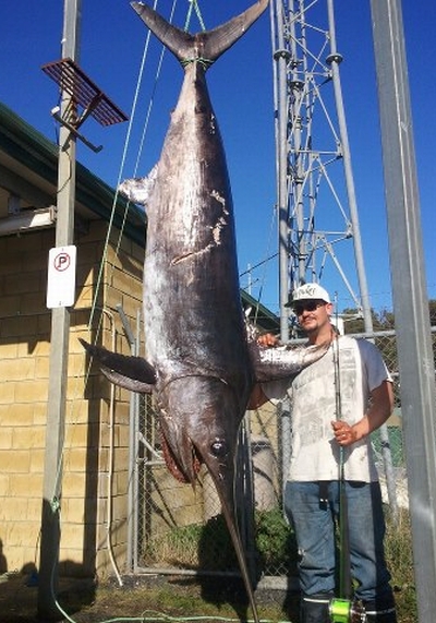 First ever Tassie broadbill?